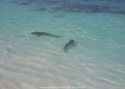 Baby Haie Reethi Beach