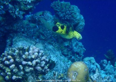 Sun Aqua Vilu Reef Maledives