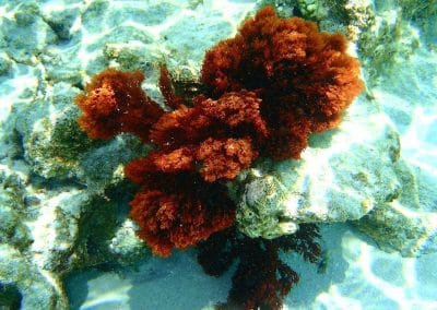 Sun Aqua Vilu Reef Maledives