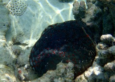 Sun Aqua Vilu Reef Maledives