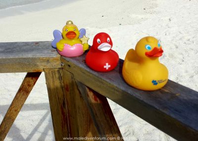 Angaga Maledivenforum Enten