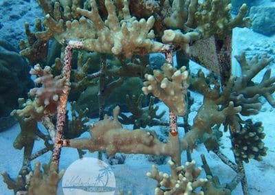 Maledivenforum Korallenrahmen Baros Januar 2018