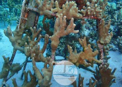 Maledivenforum Korallenrahmen Baros Januar 2018