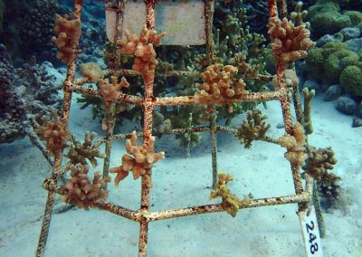 Korallenrahmen Update März 2018