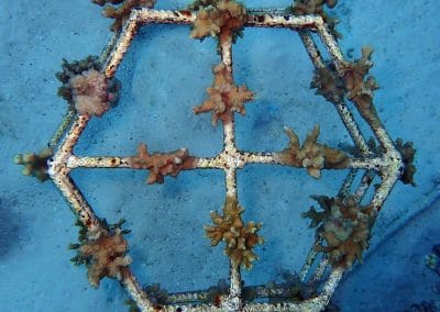 Korallenrahmen Update März 2018