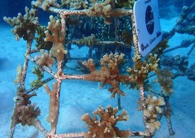 Korallenrahmen Baros
