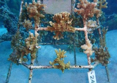 Korallenrahmen Baros