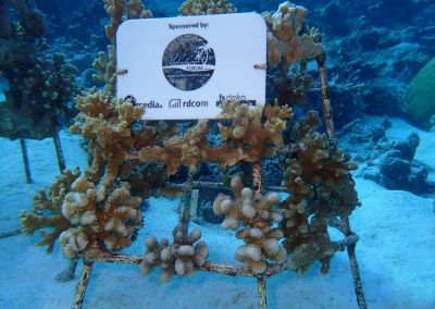 Korallenrahmen Baros Update