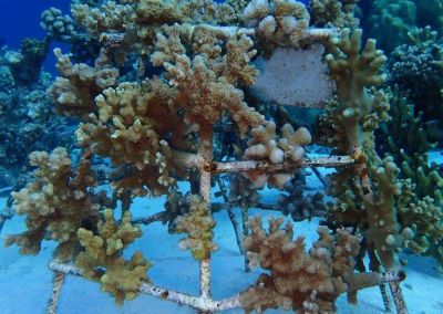 Korallenrahmen Baros Update