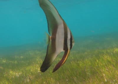 Maledivenforum Coral Park Januar 2020