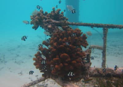 Maledivenforum Coral Park Januar 2020