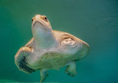 Olive Ridley Project Meeresschildkröte