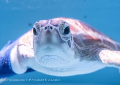 Olive Ridley Project Meeresschildkröte