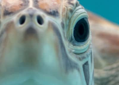 Olive Ridley Project Meeresschildkröte