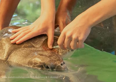 Olive Ridley Project