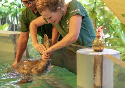 Olive Ridley Project