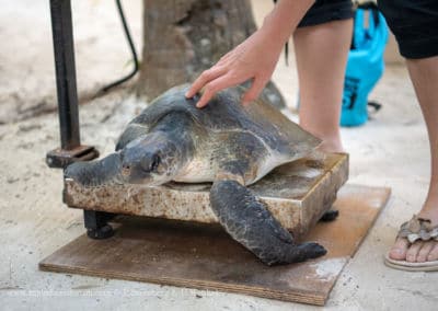 Olive Ridley Project