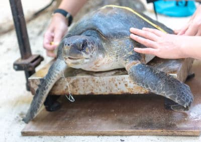 Olive Ridley Project