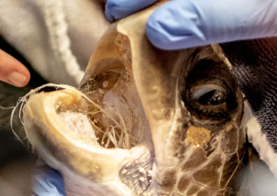 Olive Ridley Project