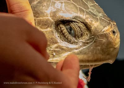 Olive Ridley Project