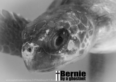 Olive Ridley Project