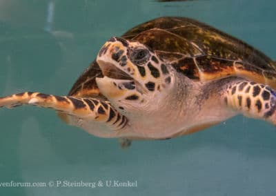 Olive Ridley Project