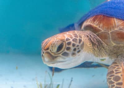 Olive Ridley Project