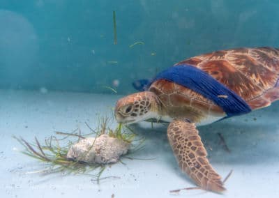 Olive Ridley Project