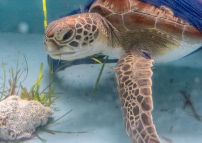 Olive Ridley Project