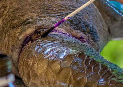 Olive Ridley Project