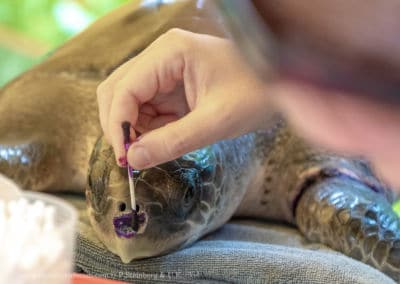 Olive Ridley Project