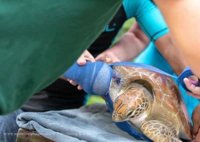 Olive Ridley Project