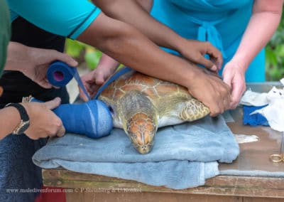 Olive Ridley Project