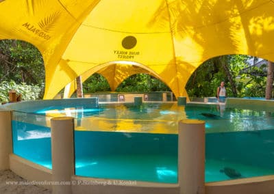 Olive Ridley Project
