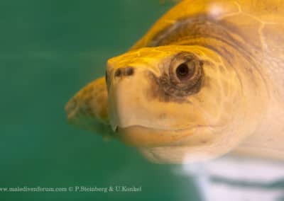 Olive Ridley Project