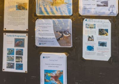 Olive Ridley Project