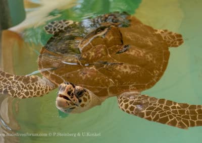 Olive Ridley Project