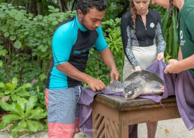Olive Ridley Project