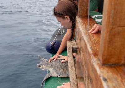 Olive Ridley Project