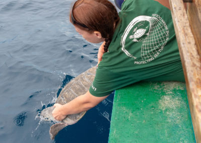 Olive Ridley Project
