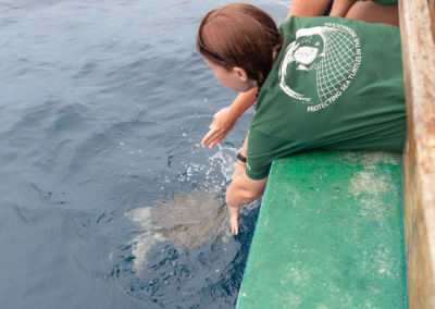 Olive Ridley Project