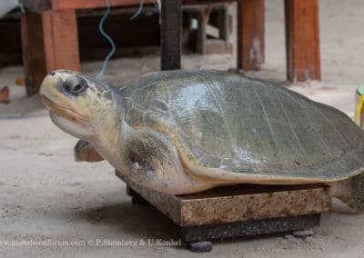 Olive Ridley Project Sea Turtle