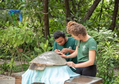 Olive Ridley Project