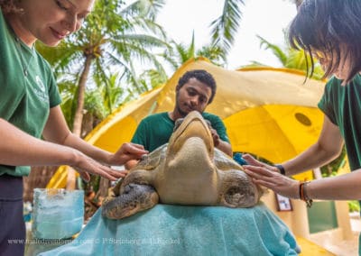 Olive Ridley Project