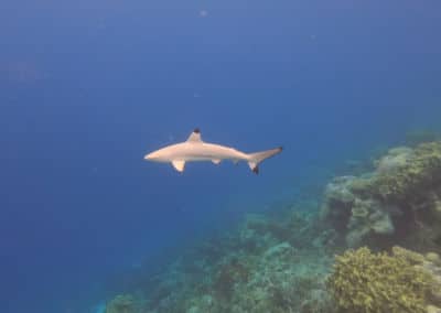 Amari Havodda Maldives