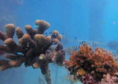 Maledivenforum Coral Park Juni 2022