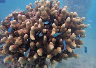 Maledivenforum Coral Park Juni 2022